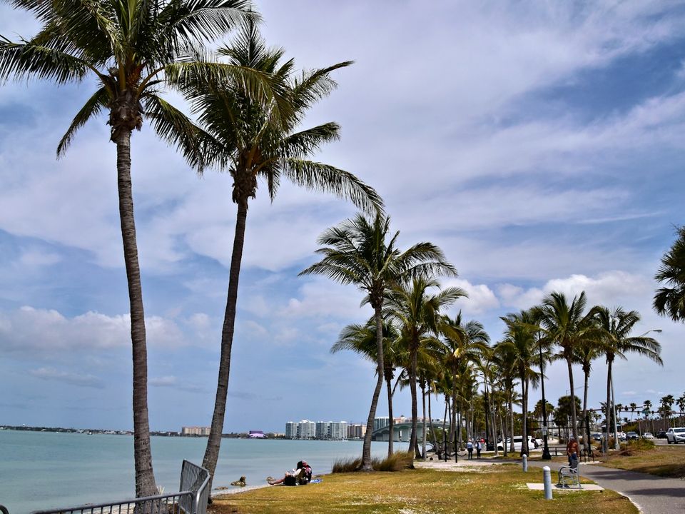 Palm trees along the bayfront in Sarasota on a sunny day