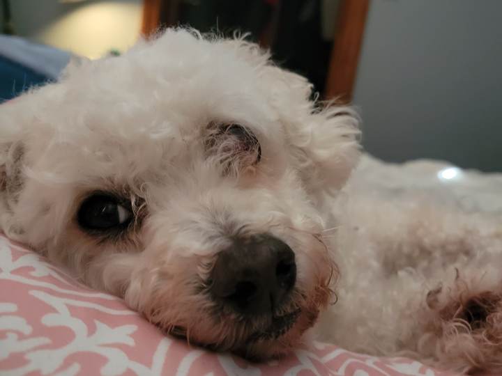Pogo, Kayla’s 15-year-old Maltipoo, resting on a pink comforter